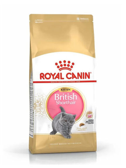 British Shorthair Kitten 2 KG